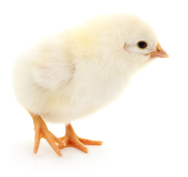 Un piccolo pollo su sfondo bianco