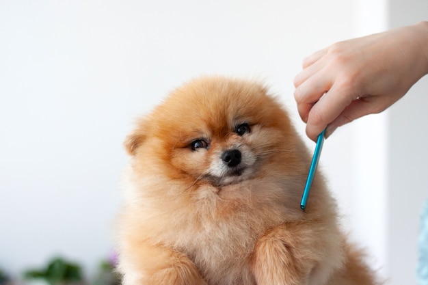 Un piccolo Pomerania viene pettinato da un cane Barber con un pettine blu.