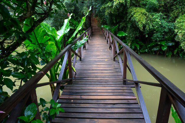 Un piccolo ponte di legno su un piccolo fiume in una foresta pluviale in Madagascar