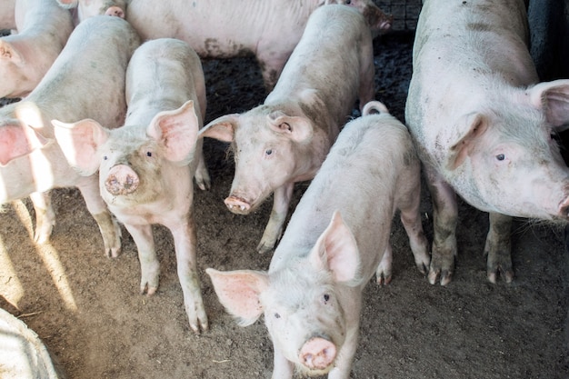 Un piccolo porcellino in azienda. gruppo di suini in azienda