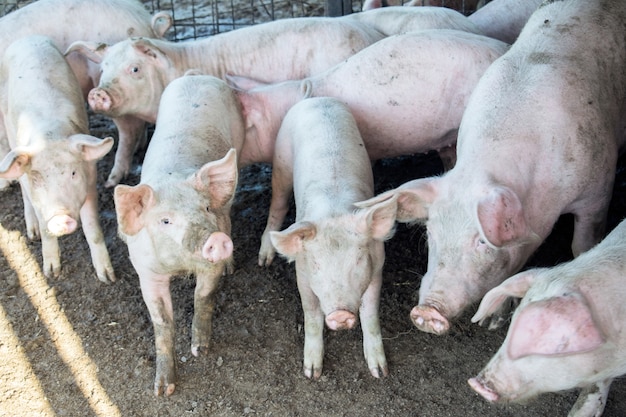 Un piccolo porcellino in azienda. gruppo di suini in azienda