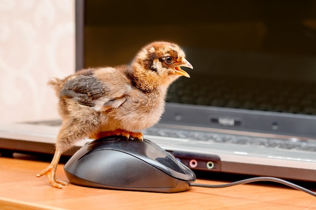 Un piccolo pulcino fa clic sul pulsante del mouse di un computer. Lavora in ufficio al computer_