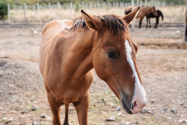 Un piccolo puledro pascola in pianura tra i suoi parenti più anziani