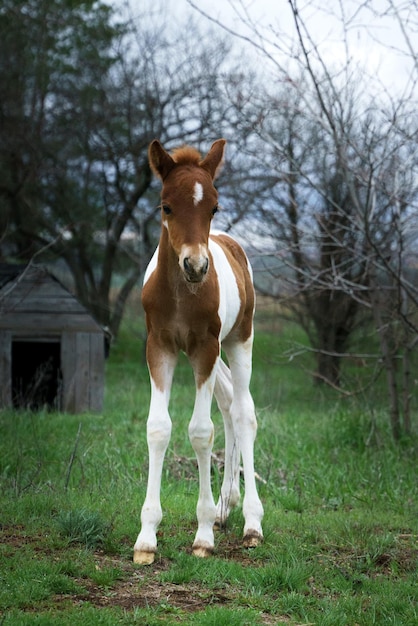 Un piccolo puledro pony pezzato pascola su un prato erboso della foresta