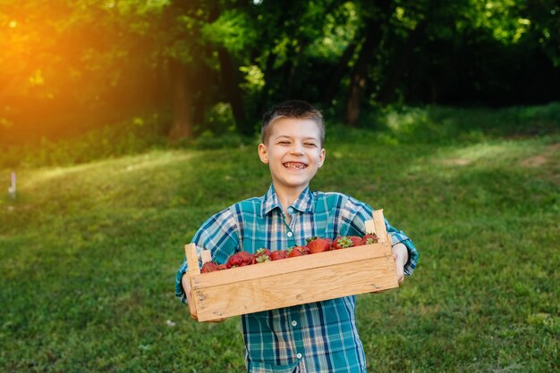 Un piccolo ragazzo carino sta con una grande scatola di fragole mature e deliziose. Raccolto. Fragole mature. Bacca naturale e deliziosa.