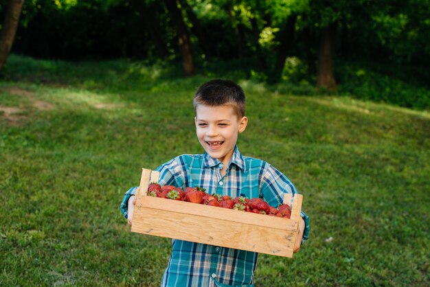 Un piccolo ragazzo carino sta con una grande scatola di fragole mature e deliziose. Raccolto. Fragole mature. Bacca naturale e deliziosa.