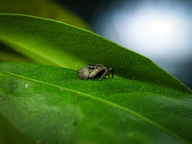 Un piccolo ragno è su una foglia verde La foto è stata scattata utilizzando uno smartphone con un obiettivo macro da 40 mm