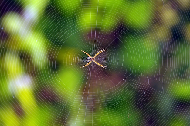 Un piccolo ragno nella sua ampia rete