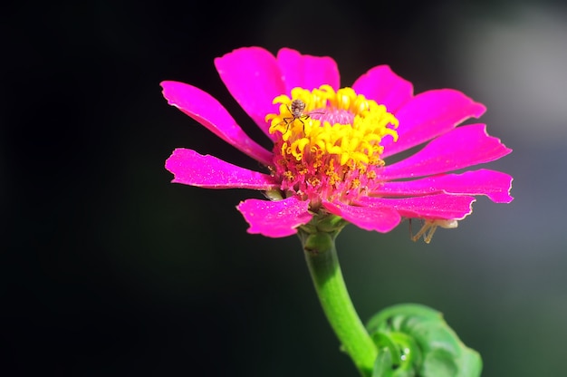 Un piccolo ragno su un fiore rosa