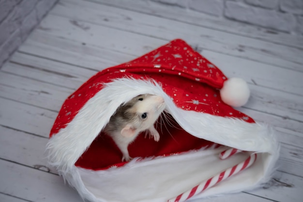 Un piccolo ratto carino decorativo si trova in un cappello da Babbo Natale. Nelle vicinanze si trova un bastoncino di zucchero. Primo piano di un roditore.