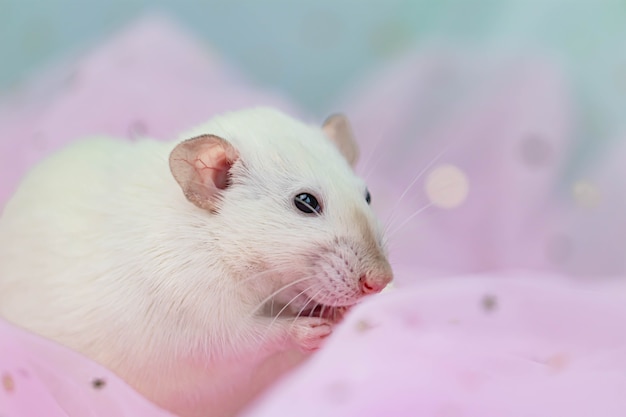 Un piccolo ratto decorativo bianco carino si trova tra le pieghe del tessuto leggero e arioso menta e rosa con paillettes.