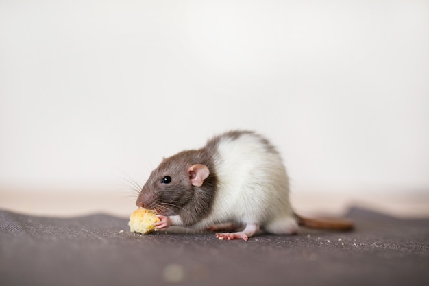 Un piccolo ratto Dumbo decorativo bianco con colore grigio si siede sul tavolo in cucina e mangia un pezzo di pane.