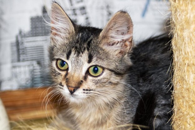 Un piccolo ritratto del primo piano del gattino grigio tabby