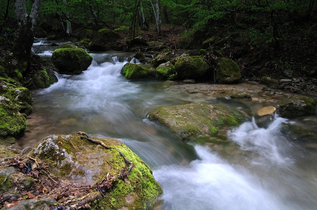 Un piccolo ruscello scorre con cascate e pietre muscose intorno. L'albero caduto giace sopra l'acqua