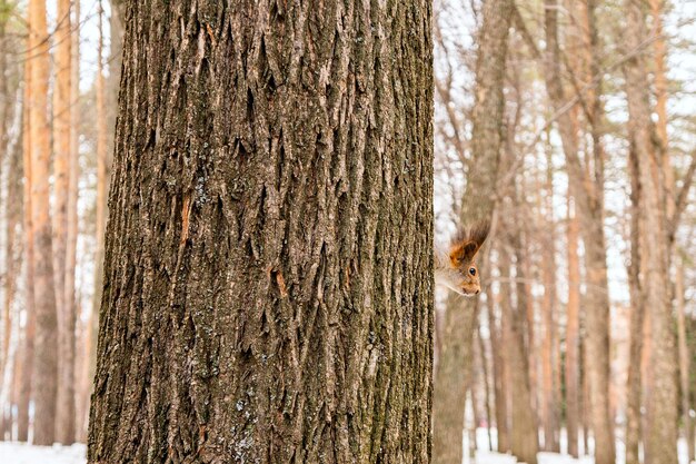 Un piccolo scoiattolo divertente nel parco fa capolino da dietro il tronco di un albero