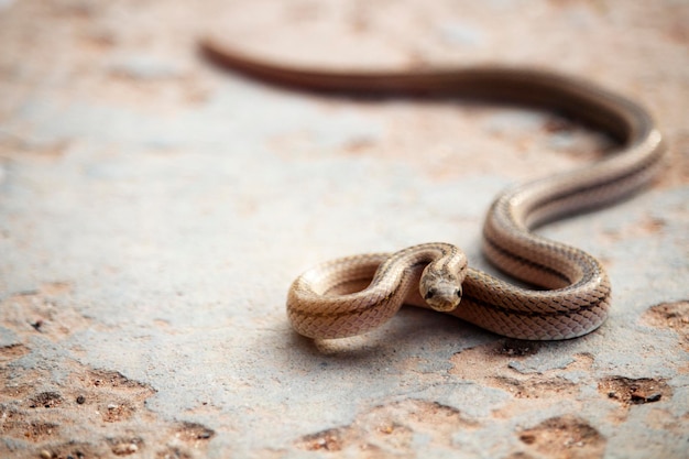 Un piccolo serpente sul pavimento di cemento