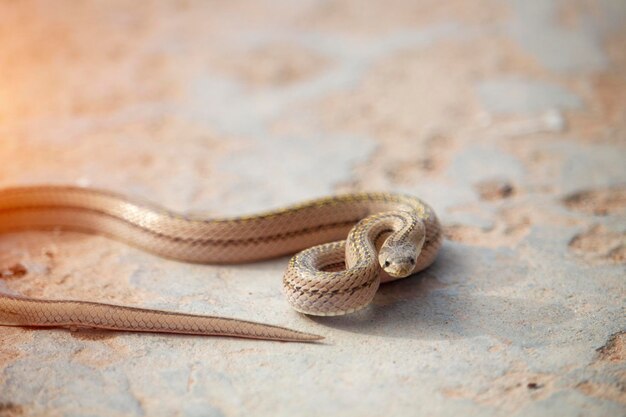 Un piccolo serpente sul pavimento di cemento