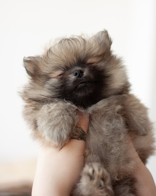 Un piccolo, soffice cucciolo di Pomerania di due mesi chiuse gli occhi. È tenuto nelle sue mani.