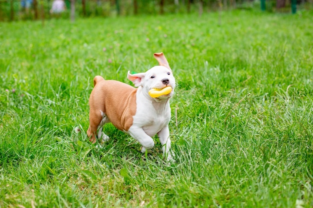Un piccolo Staffordshire terrier cucciolo su una passeggiata nell'erba in esecuzione giocando