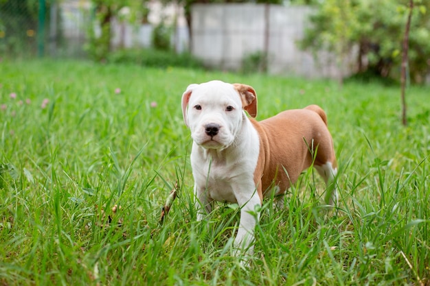 Un piccolo Staffordshire terrier cucciolo su una passeggiata nell'erba in esecuzione giocando