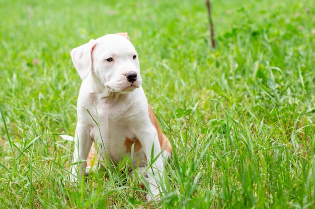 Un piccolo Staffordshire terrier cucciolo su una passeggiata nell'erba