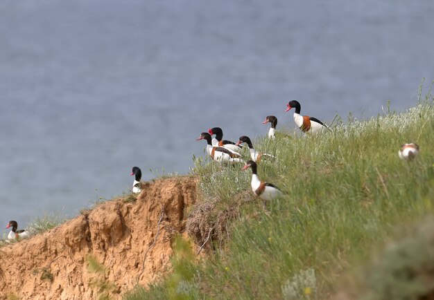 Un piccolo stormo di volpoca comune (Tadorna tadorna) sta cercando un posto dove nidificare su una ripida scogliera di terra.