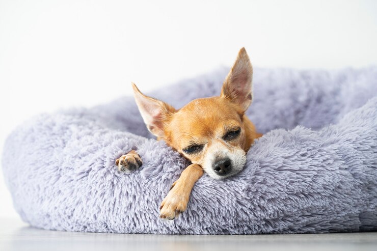 Un piccolo terrier giocattolo dai capelli rossi dorme in un letto grigio a casa su uno sfondo bianco.