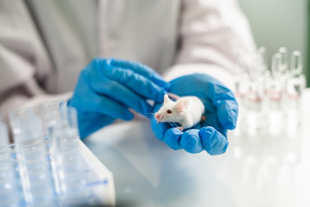 Un piccolo topo sperimentale è nella mano del ricercatore di laboratorio