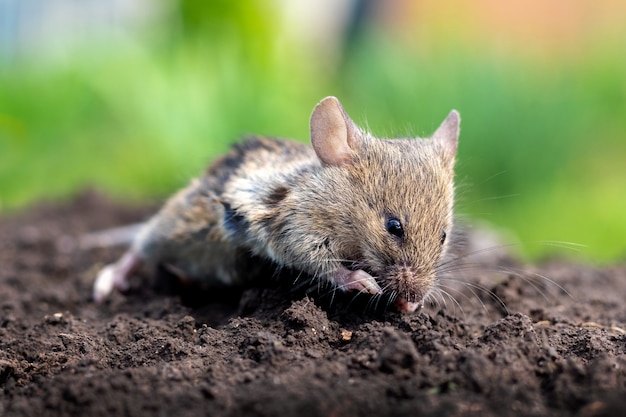 Un piccolo topo sulla superficie del suolo con tempo soleggiato