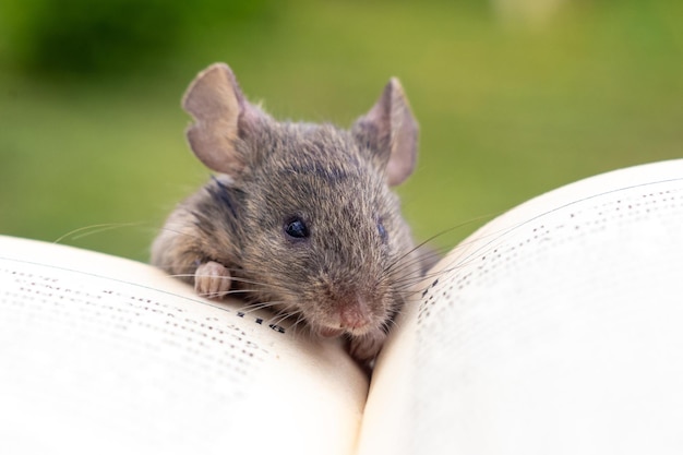 Un piccolo topo vicino a un libro aperto. Alfabetizzazione, leggere un libro