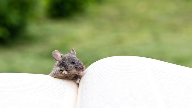 Un piccolo topo vicino a un libro aperto. Alfabetizzazione, lettura di un libro