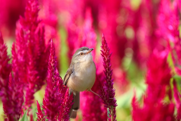 Un piccolo uccello arroccato su fiori rossi