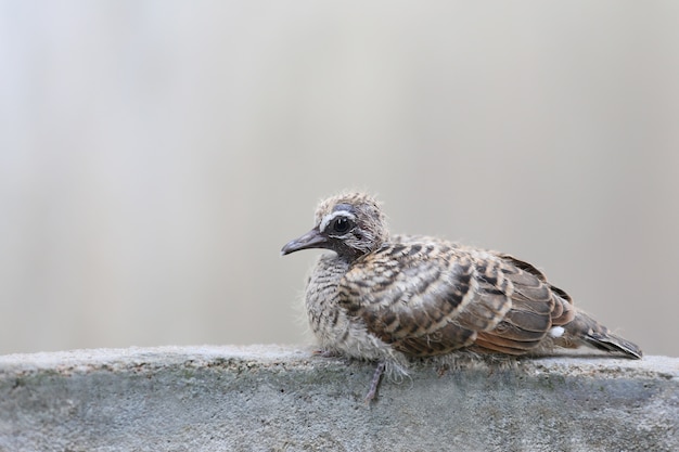 un piccolo uccello che impara a volare appollaiato sul bordo del muro di fronte.