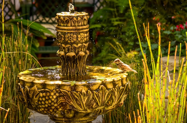Un piccolo uccello che spruzza in una fontana in un giardino in Israele