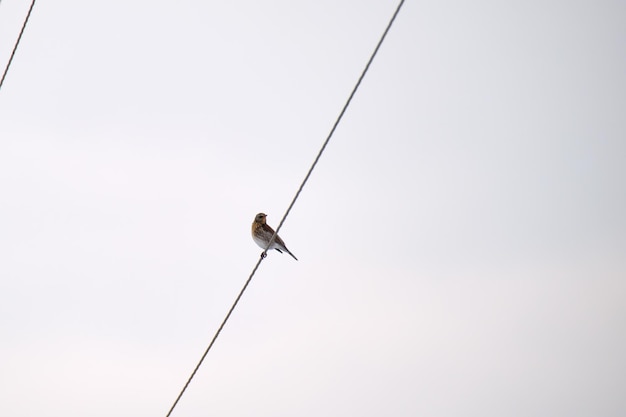 Un piccolo uccello selvatico che si appollaia solitario sul filo della linea elettrica