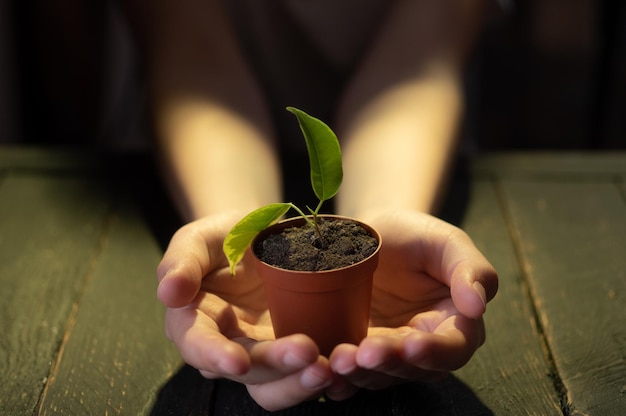 Un piccolo vaso di fiori con una pianta Un vaso in mano Prendi un vaso di Fiori con una planta nelle mani