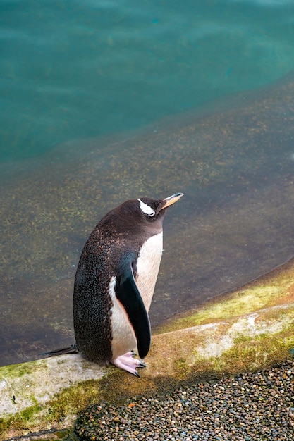 Un pinguino cammina lungo la costa sul bordo di acque cristalline