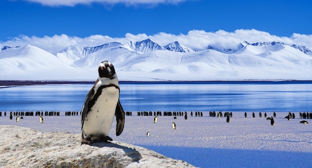 Un pinguino su una roccia con le montagne sullo sfondo