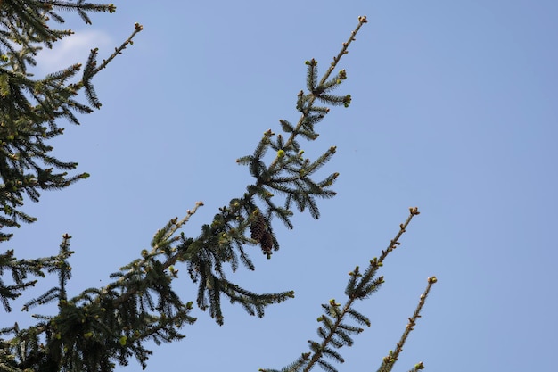 Un pino nel cielo