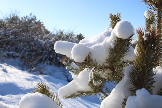 Un pino nella neve con la neve sui rami.