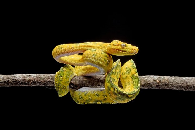 Un pitone albero giallo è appollaiato su un ramo