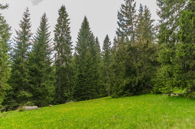 Un pittoresco prato calmo in una foresta tra le alte montagne massicce