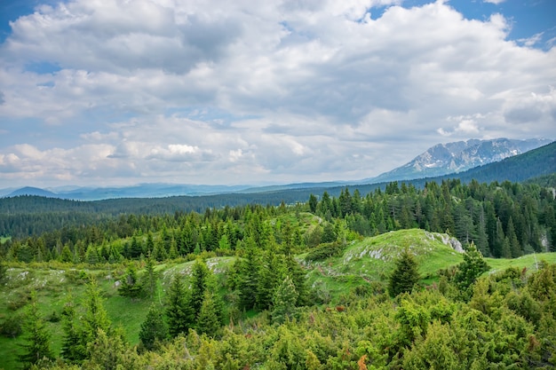 Un pittoresco prato calmo in una foresta tra le alte montagne massicce.