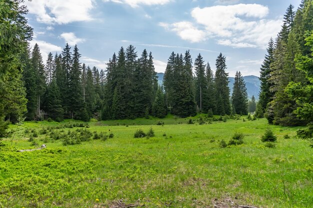 Un pittoresco prato calmo in una foresta tra le alte montagne massicce