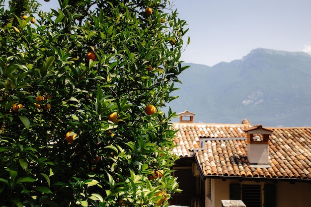 Un pittoresco villaggio italiano coperto di aranci e montagne in lontananza