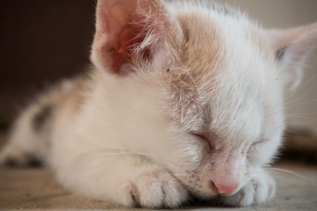 un po &#39;cattivo gatto e cobweb.