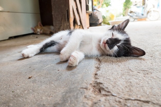 un po &#39;cattivo gatto e cobweb.