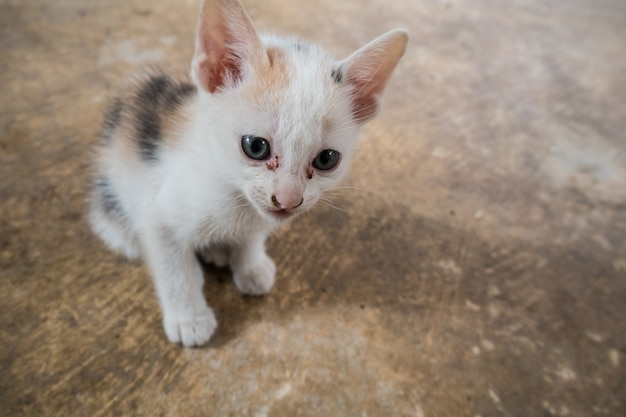 un po &#39;cattivo gatto seduto.