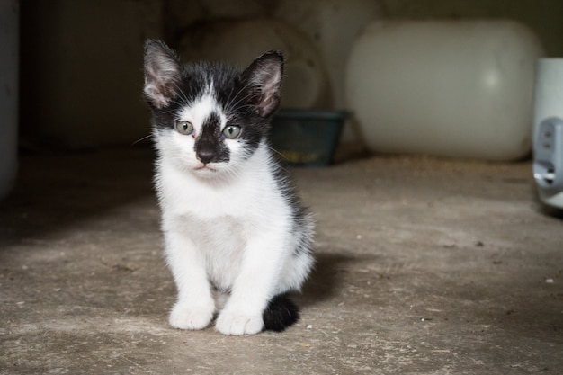 un po &#39;cattivo gatto seduto.