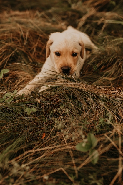 Un po 'di felice cucciolo di cane bianco labrador che giace in natura nell'erba verde